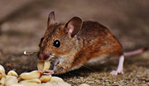 24 Hour & Emergency Exterminators in Hansboro, ND